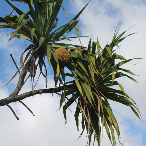 palm tree fruit